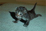 chat et flexion